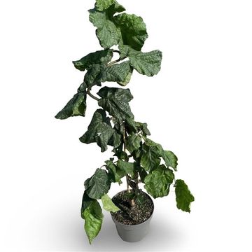 Corylus avellana 'Contorta'