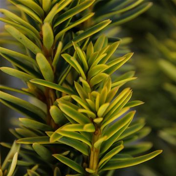 Taxus baccata 'David'