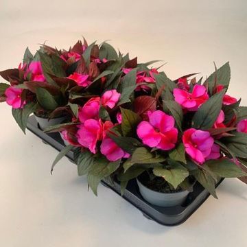 Impatiens NEW GUINEA MIX