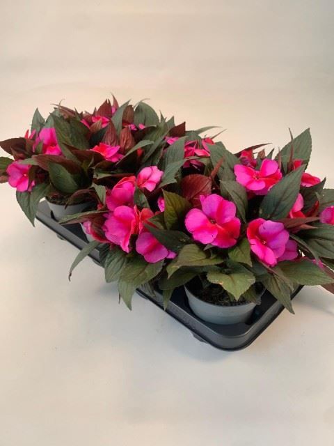 Impatiens NEW GUINEA MIX