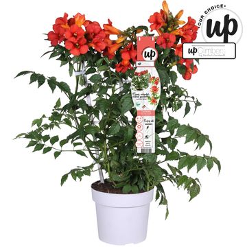 Campsis x tagliabuana SUMMER JAZZ FIRE