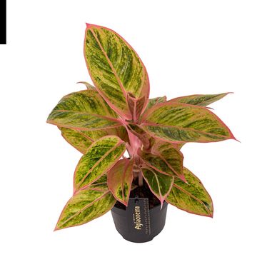 Aglaonema 'Salmon Fantasy'