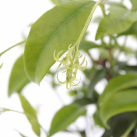 Trachelospermum jasminoides WINTER RUBY