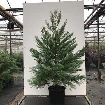 Sequoiadendron giganteum