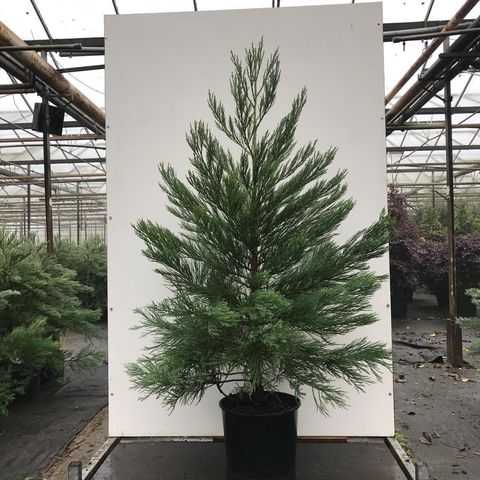 Sequoiadendron giganteum