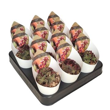 Crassula exilis picturata