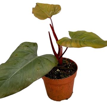 Filodendron 'Dark Lord'