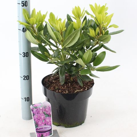 Rhododendron 'Катавбинзе Грандифлорум'