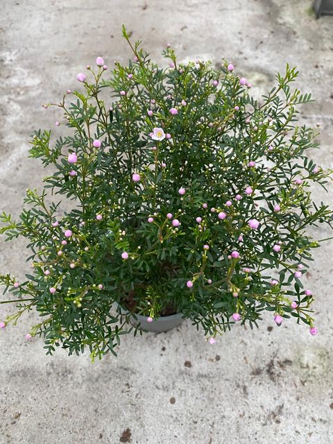 Boronia anemonifolia 'Pink Star'