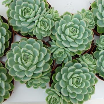 Echeveria elegans