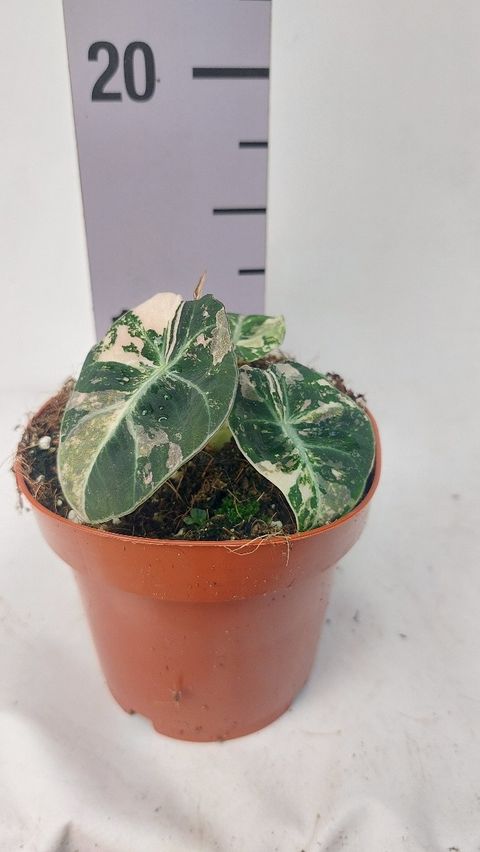 Alocasia 'Black Velvet Variegata'