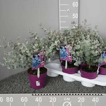 Eucalyptus gunnii AZURA