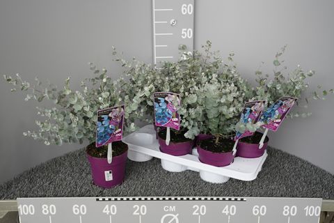Eucalyptus gunnii AZURA