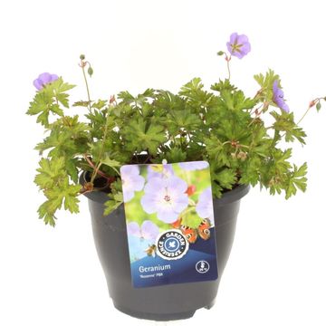 Geranium x riversleaianum 'Rozanne'