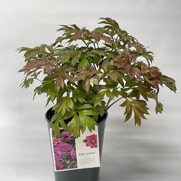 Paeonia 'Pink Ardour'