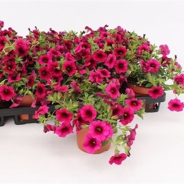 Calibrachoa MINIFAMOUS PURPLE