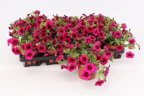 Calibrachoa MINIFAMOUS PURPLE