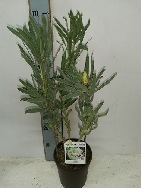 Protea neriifolia 'Limelight'