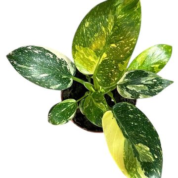 Philodendron 'Green Congo'