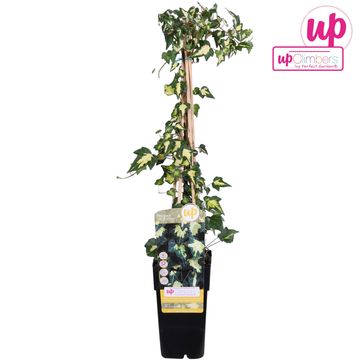 Hedera helix 'Goldheart'
