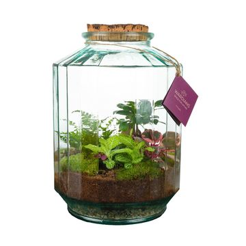 Arrangemang Terrarium