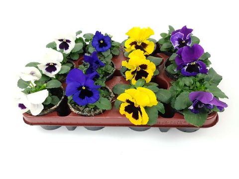 Viola x wittrockiana MIX