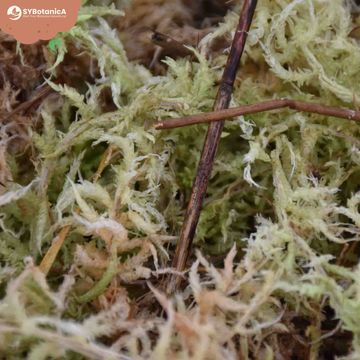 Substrates SPHAGNUM MOSS
