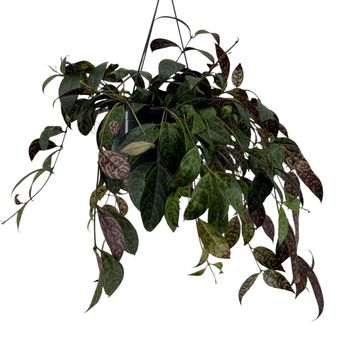 Aeschynanthus marmoratus
