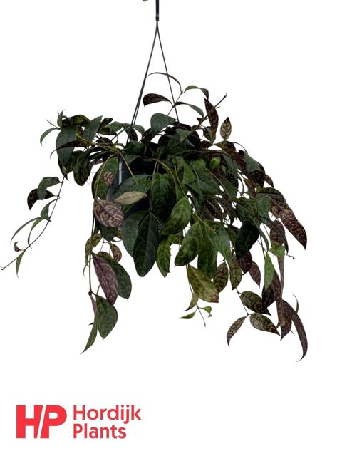 Aeschynanthus marmoratus