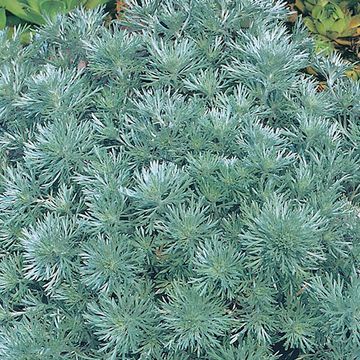 Artemisia schmidtiana 'Nana'