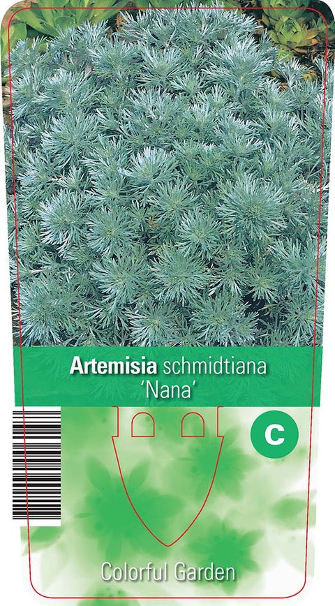 Artemisia schmidtiana 'Nana'