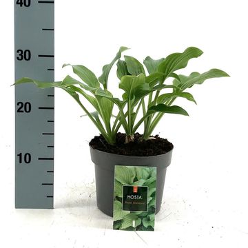 Hosta 'Royal Standard'