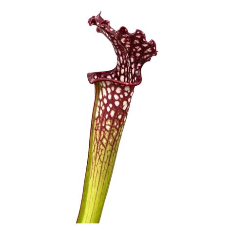 Sarracenia x readii 'Farnhamii'