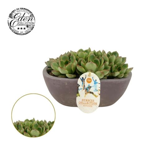 Echeveria 'Skater'