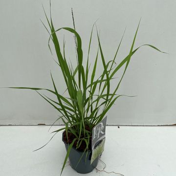 Molinia arundinacea 'Transparent'