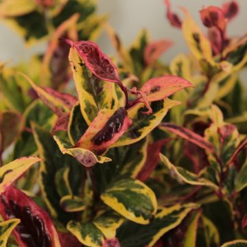 Leucothoe FIRESTAR