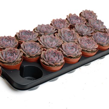 Echeveria shaviana