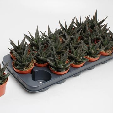 x Gasterhaworthia 'Royal Highness'