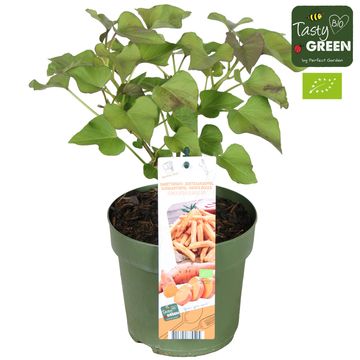 Ipomoea batatas SWEET POTATO BEAUREGARD