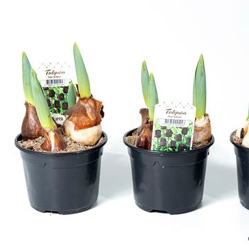 Tulipa 'Queen of Night'