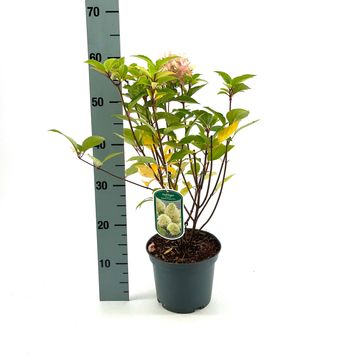 Hydrangea paniculata SKYFALL
