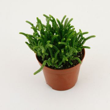 Crassula lycopodioides