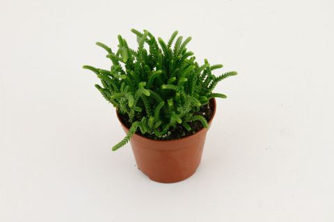 Crassula lycopodioides