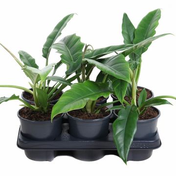 Philodendron 'Narrow Escape'