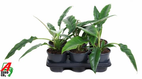 Filodendron 'Narrow Escape'