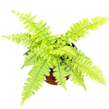 Nephrolepis exaltata 'Variegata'