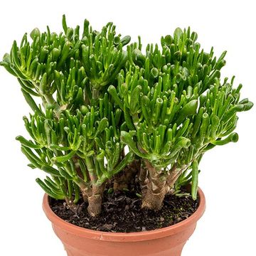 Crassula ovata 'Hobbit'