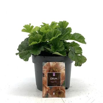 Geum rivale 'Mai Tai'