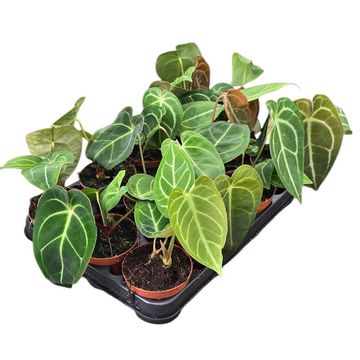 Anthurium MIX
