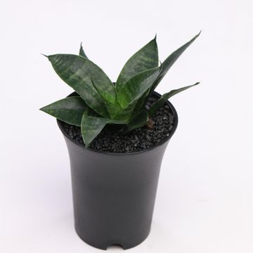 Sansevieria 'Comet Queen Marble'